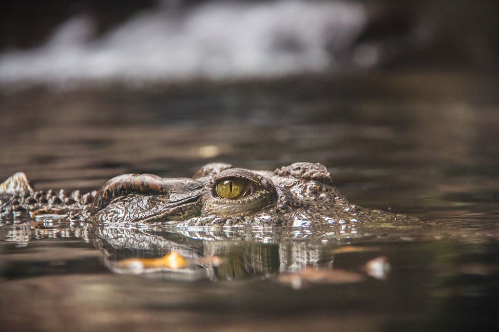 Crocodylidae family